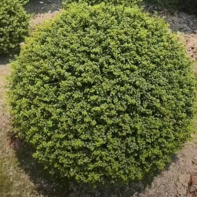 基地大量出售冠幅120厘米龟甲冬青球