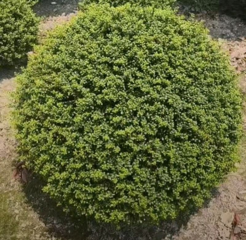 基地大量出售冠幅120厘米龟甲冬青球