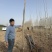 杨树107/108速生杨自家苗圃自产自销