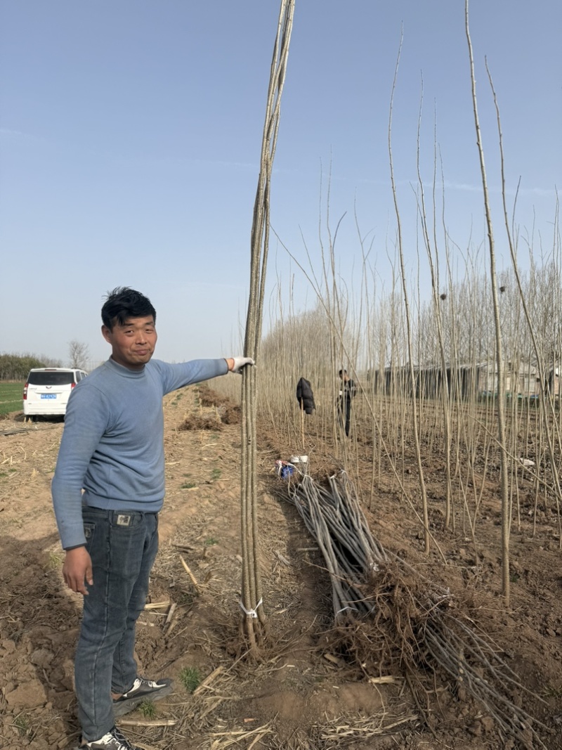 杨树107/108速生杨自家苗圃自产自销