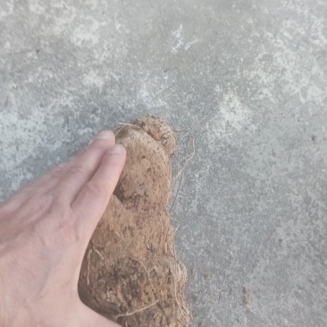 纯野生红肉土茯苓