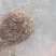 纯野生红肉土茯苓