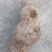 纯野生红肉土茯苓