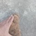 纯野生红肉土茯苓