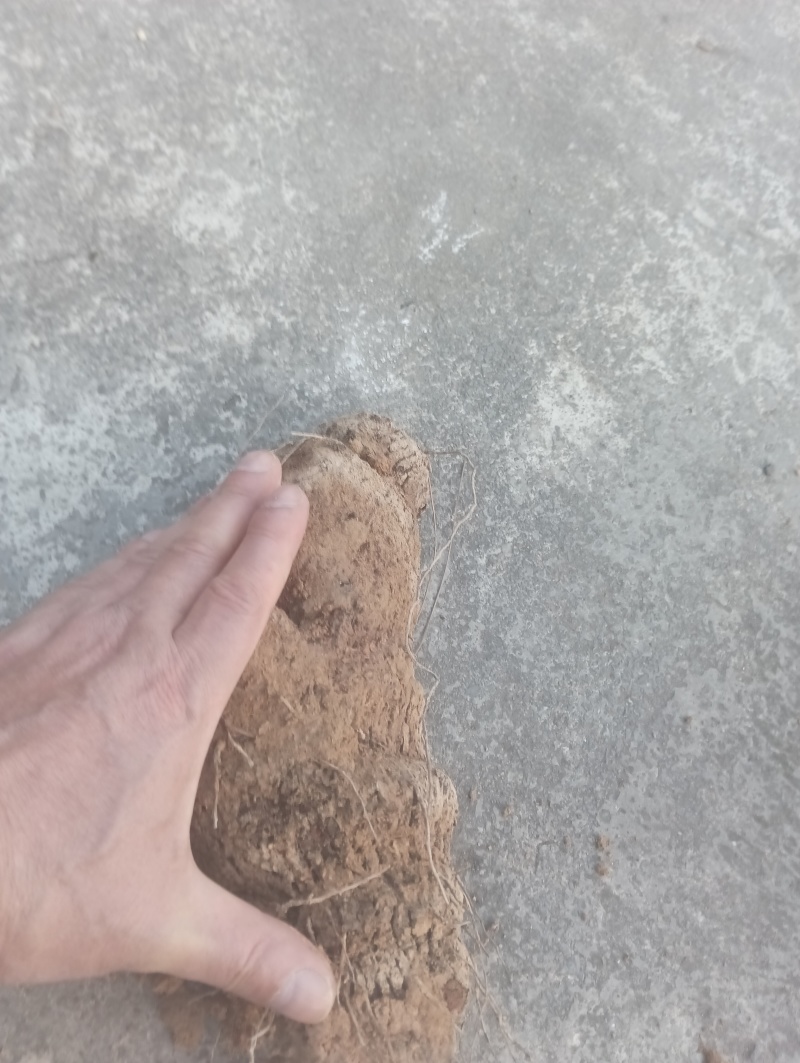 纯野生红肉土茯苓