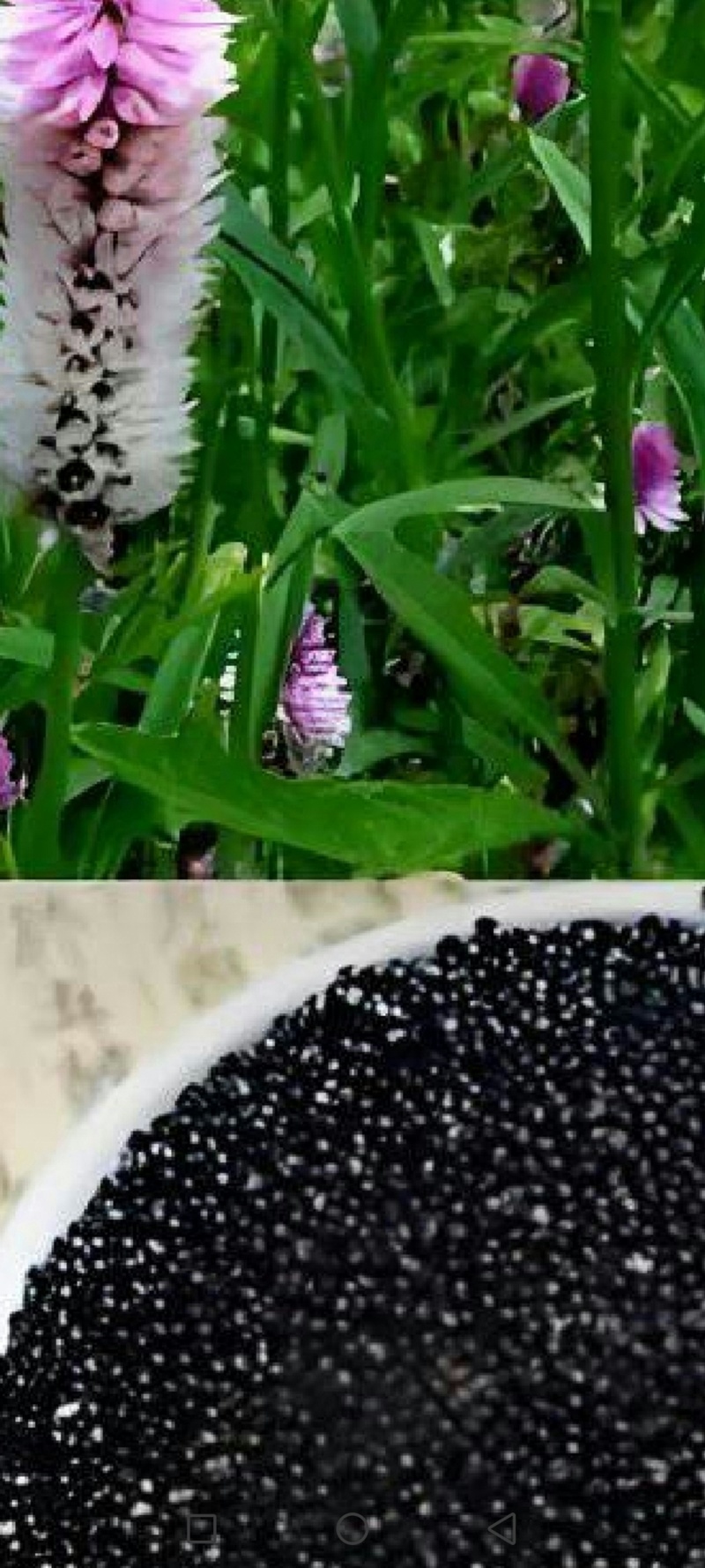 药用青箱子，种子用量大保发芽出苗可春夏播秋末收获