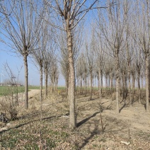 清地白蜡树，12公分，15公分，等200棵价格优惠
