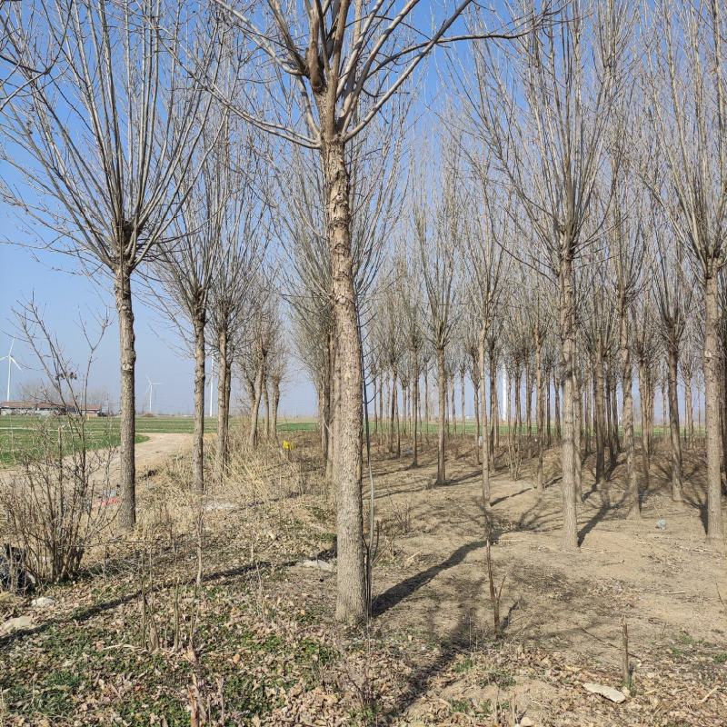 清地白蜡树，12公分，15公分，等200棵价格优惠