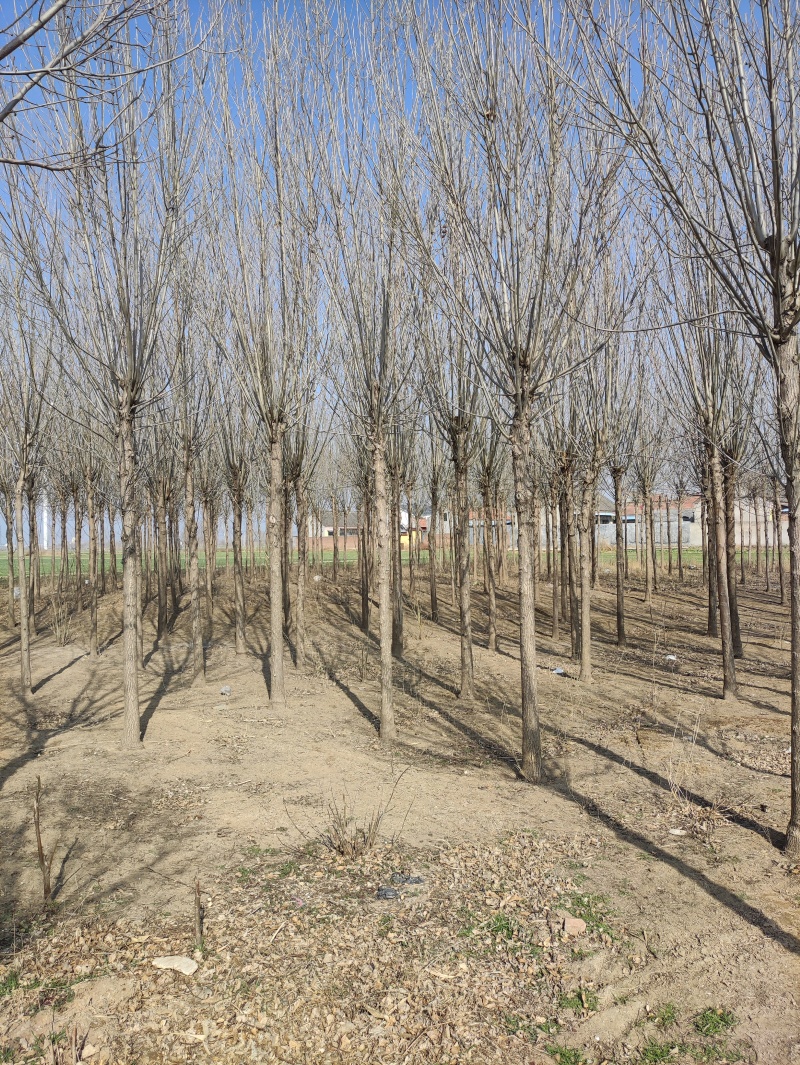 清地白蜡树，12公分，15公分，等200棵价格优惠