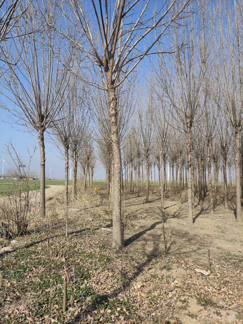 清地白蜡树，12公分，15公分，等200棵价格优惠