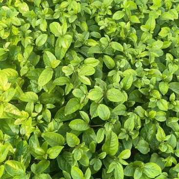 黄金百香果蜂蜜味嫁接百香果苗台农紫香木瓜