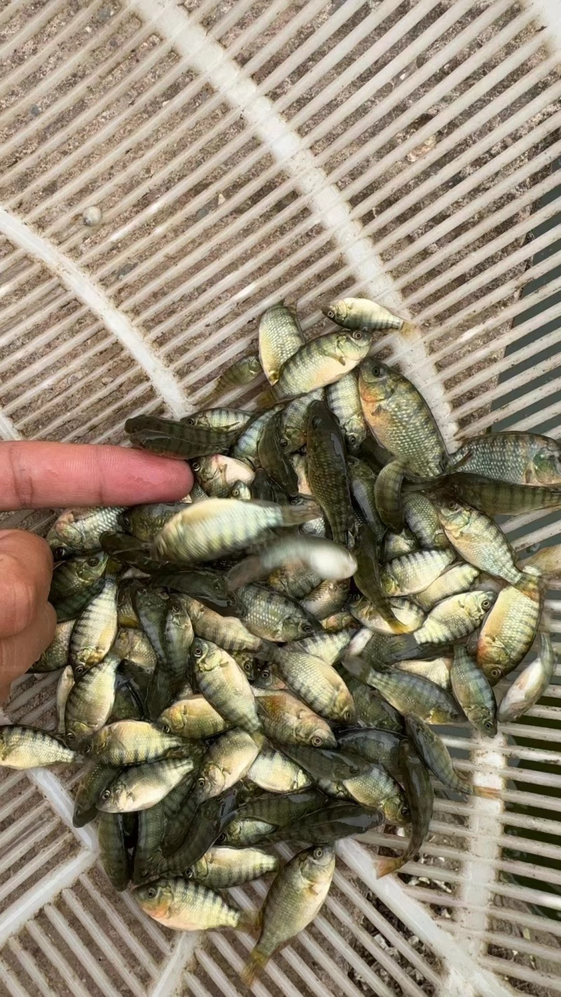 优质海南吉富罗非鱼苗，抗病力强，免费送货上门，货到付款