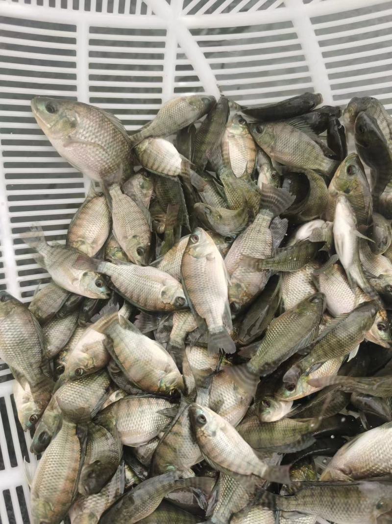 优质海南吉富罗非鱼苗，抗病力强，免费送货上门，货到付款