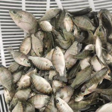 优质海南吉富罗非鱼苗，抗病力强，免费送货上门，货到付款