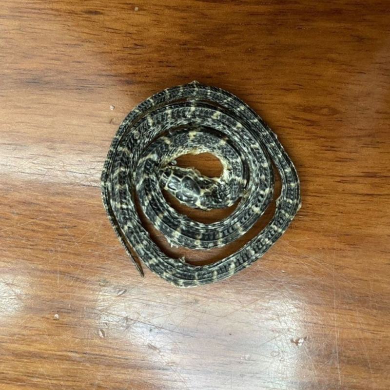 白花蛇中药材金钱白花蛇银环蛇大白花蛇白花蛇泡酒整条批发