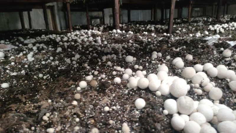 鲜草菇