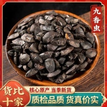 九香虫臭板虫打屁虫臭大姐瓜黑蝽黑兜虫生炒九香虫泡酒中药材