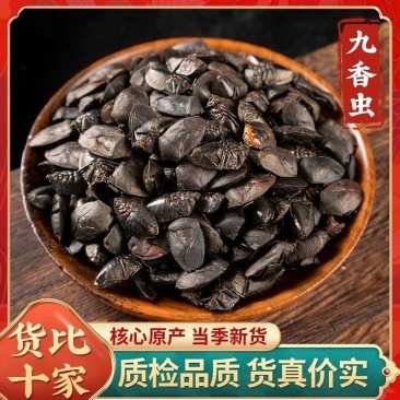 九香虫臭板虫打屁虫臭大姐瓜黑蝽黑兜虫生炒九香虫泡酒中药材