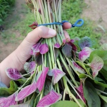 鲜糯红圆叶苋菜种子早熟耐寒耐热圆叶口感清甜汗菜种籽