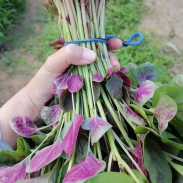 鲜糯红圆叶苋菜种子早熟耐寒耐热圆叶口感清甜汗菜种籽