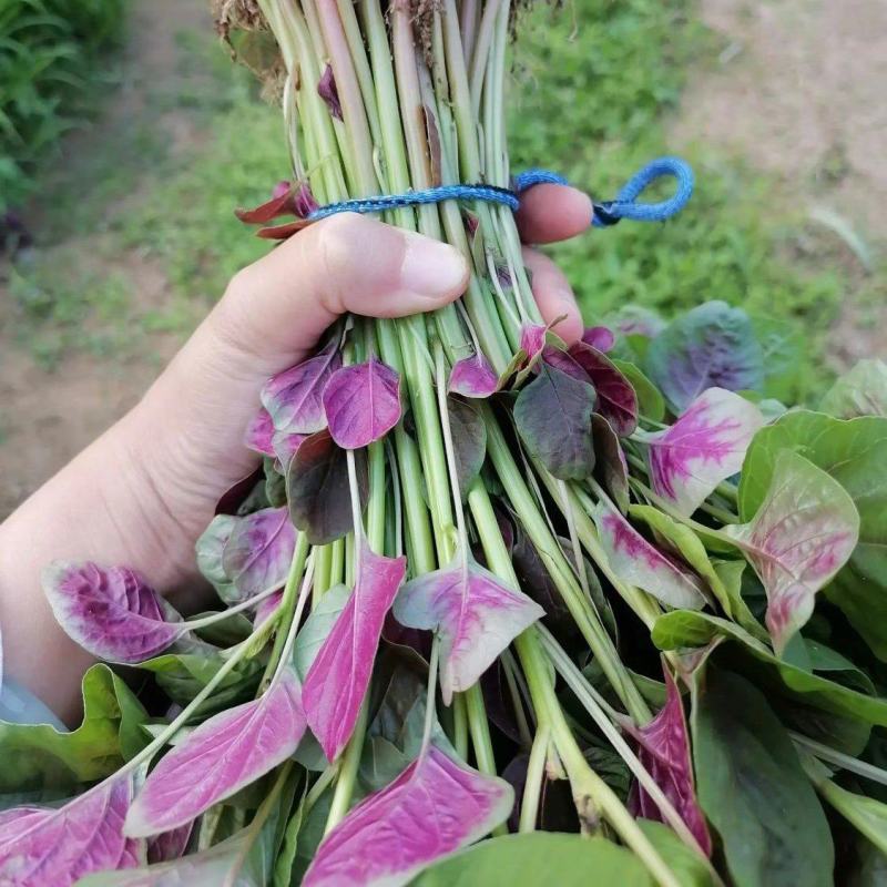 鲜糯红圆叶苋菜种子早熟耐寒耐热圆叶口感清甜汗菜种籽