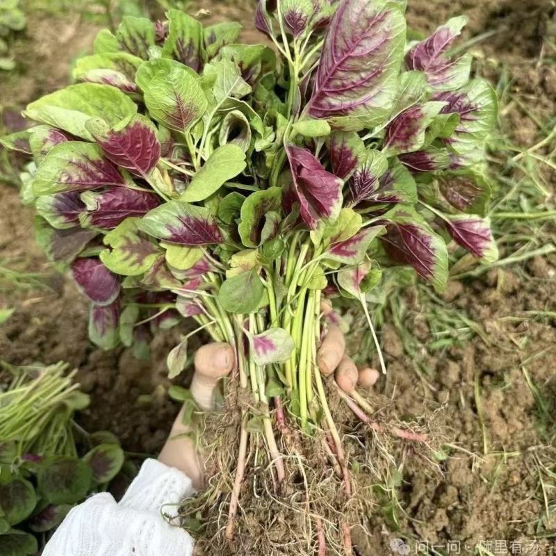 鲜糯红圆叶苋菜种子早熟耐寒耐热圆叶口感清甜汗菜种籽