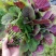 鲜糯红圆叶苋菜种子早熟耐寒耐热圆叶口感清甜汗菜种籽