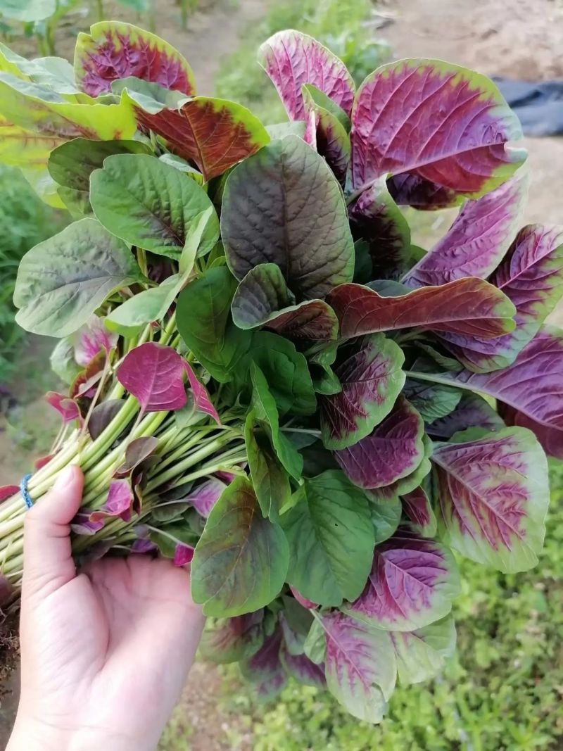 鲜糯红圆叶苋菜种子早熟耐寒耐热圆叶口感清甜汗菜种籽