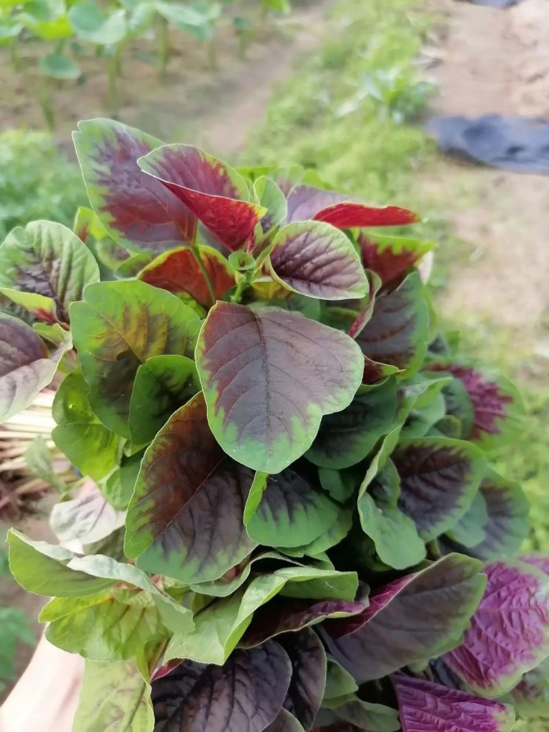 鲜糯红圆叶苋菜种子早熟耐寒耐热圆叶口感清甜汗菜种籽