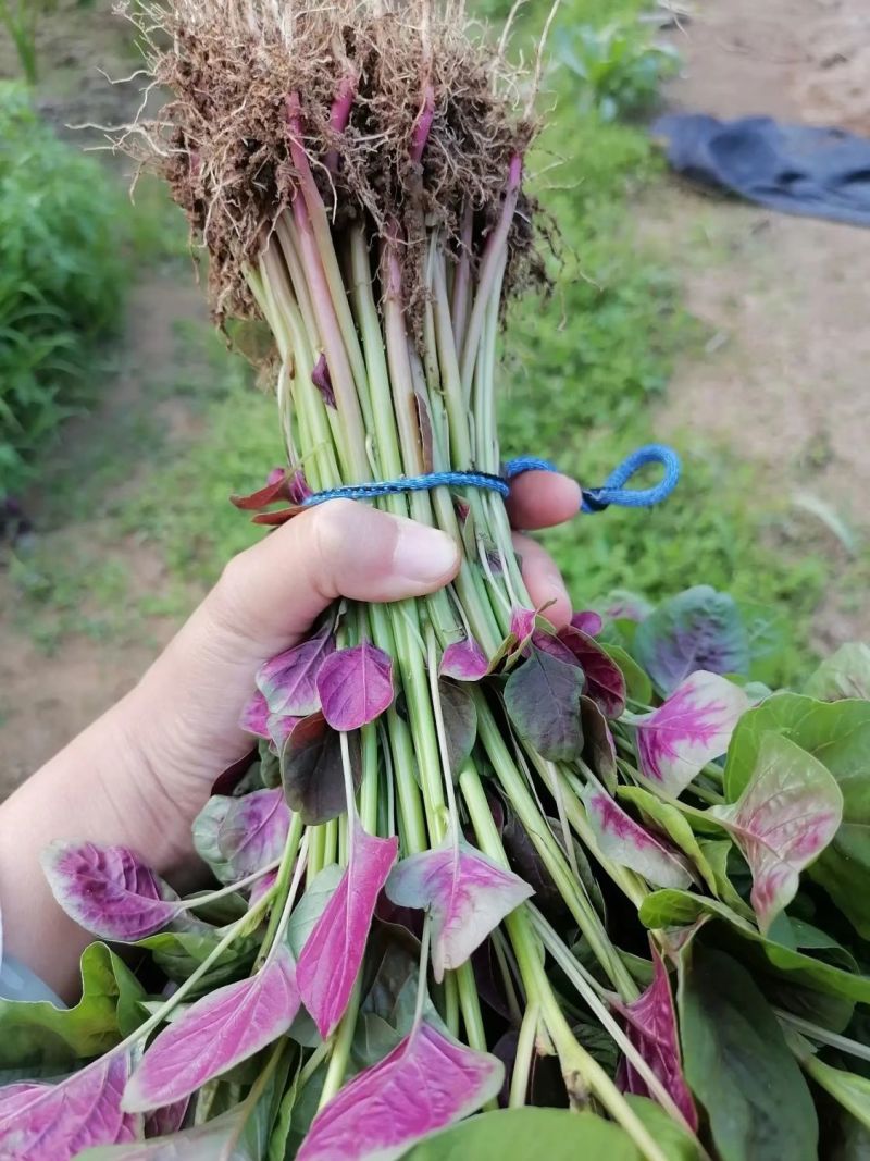 鲜糯红圆叶苋菜种子早熟耐寒耐热圆叶口感清甜汗菜种籽