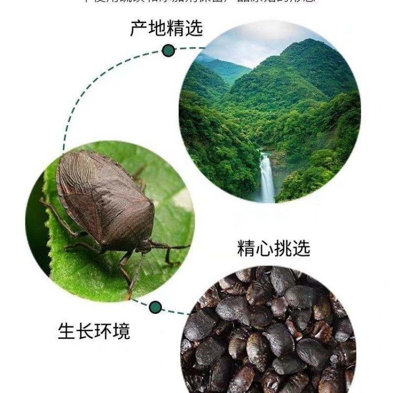 九香虫臭板虫打屁虫臭大姐瓜黑蝽黑兜虫生炒九香虫泡酒中药材