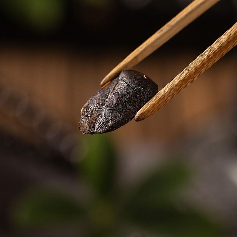 九香虫臭板虫打屁虫臭大姐瓜黑蝽黑兜虫生炒九香虫泡酒中药材