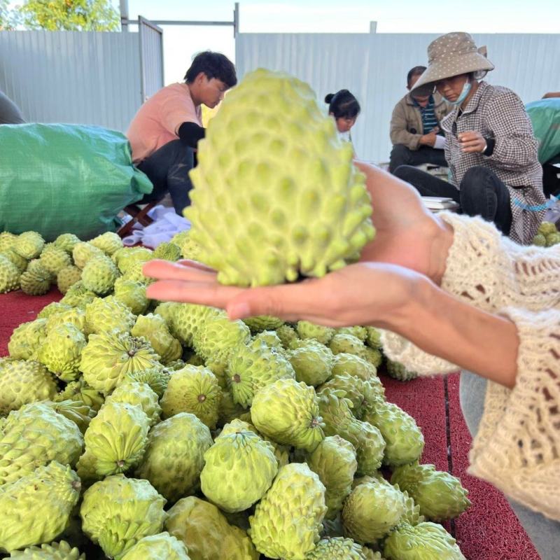 释迦果大量上市
