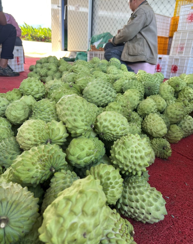 释迦果大量上市