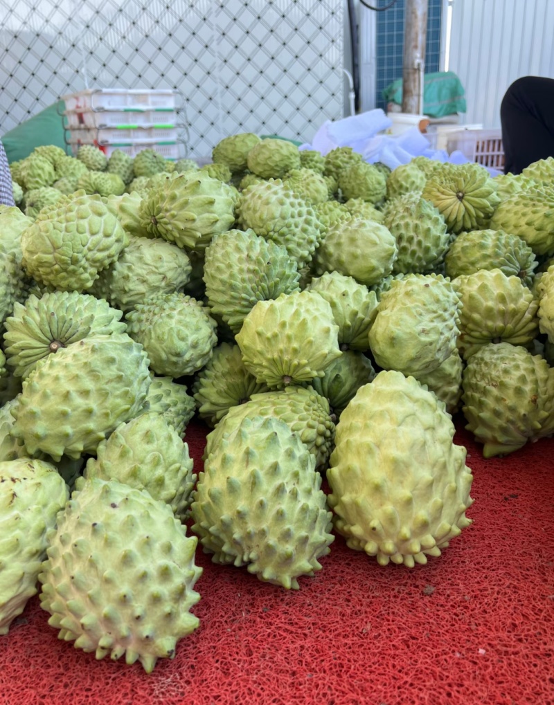 释迦果大量上市
