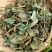 批发鱼腥草正品鱼腥草新鲜干货中药材