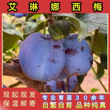 艾琳娜西梅苗品种纯真基地现起现发根系发达成活率高