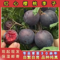 樱桃李子苗品种纯真基地现起现发根系发达成活率高