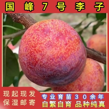 国峰7号李子苗品种纯真基地直发根系发达成活率高