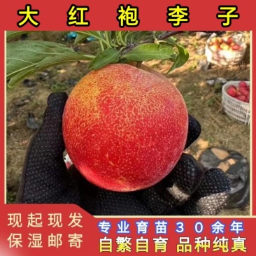 大红袍李子苗品种纯真基地现起现发货根系发达成活率高