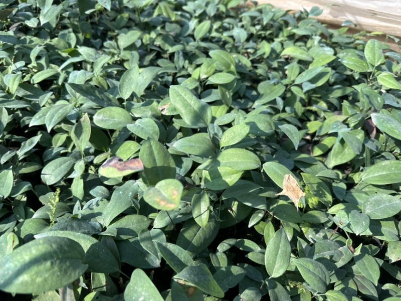 土茯苓苗基地直发带土发货可提供技术指导欢迎实地考察