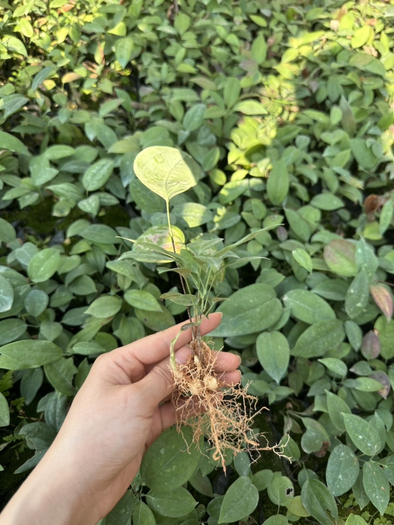 土茯苓苗基地直发带土发货可提供技术指导欢迎实地考察