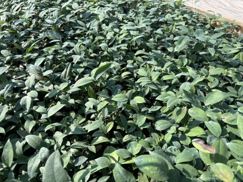 土茯苓苗基地直发带土发货可提供技术指导欢迎实地考察
