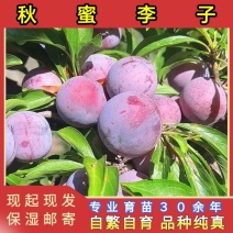 秋蜜李子苗品种纯真树苗基地现起现发成活率高提供技术