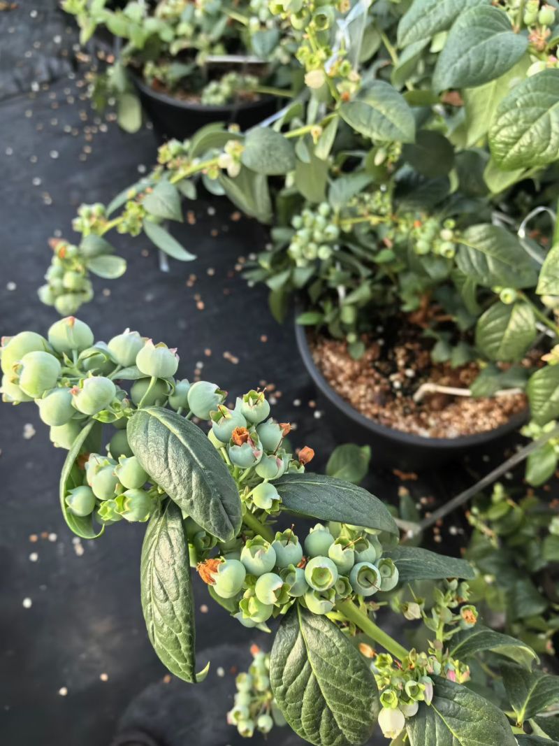 L25蓝莓