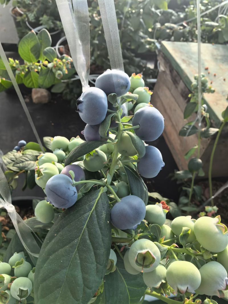 L25蓝莓