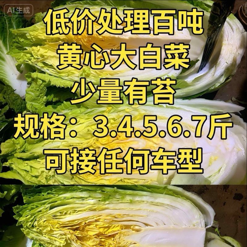 威宁百吨黄心大白菜底价处理，量大从优，产地直发！
