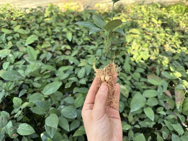 土茯苓苗基地直发带土发货可提供技术指导欢迎实地考察