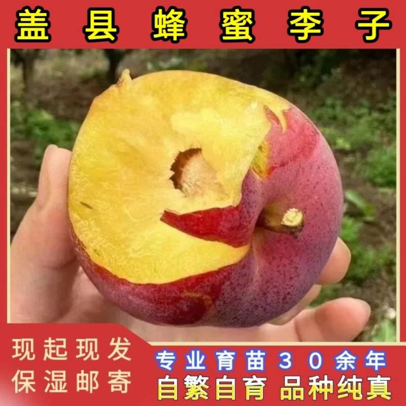 盖县蜂蜜大李子苗品种纯真树苗基地现起现发成活率高