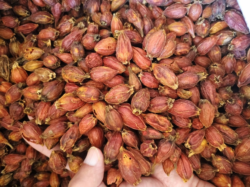中药材栀子无硫栀子规格齐全散装批发量大优惠